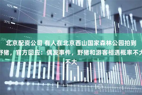 北京配资公司 有人在北京西山国家森林公园拍到野猪，官方回应：偶发事件，野猪和游客相遇概率不大